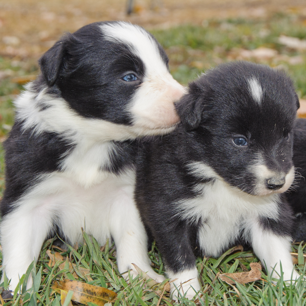 Home - Western Border Collie Rescue