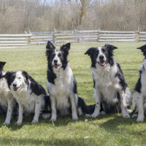 Any dog will do! - We'll pick a dog for you!