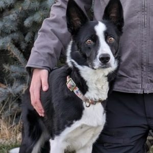 Henderson, Brianna - WILLOW