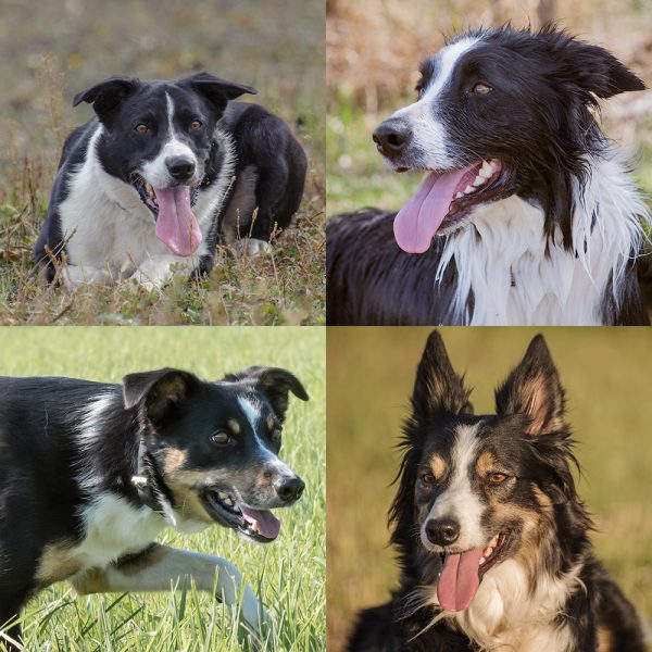 Any dog will do! Available March 1, 2025