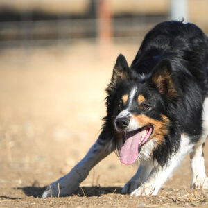 Strang, Bridget - Bill