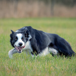 Basson, Faansie - EDDIE