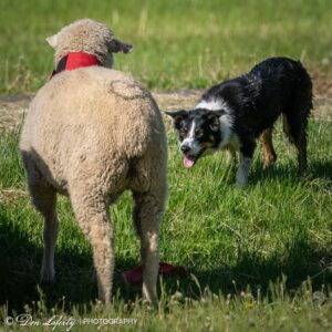 Gourley, Shauna - JUNE