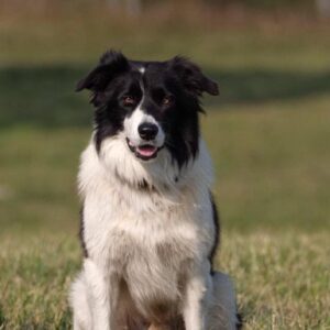 McNutt, Michael - KATO