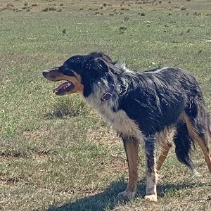 Maxfield Addie