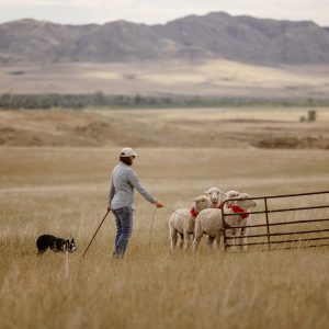 Arvada Dog Trial 2024